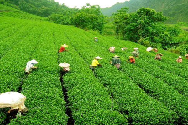 malnicherra tea estate photos