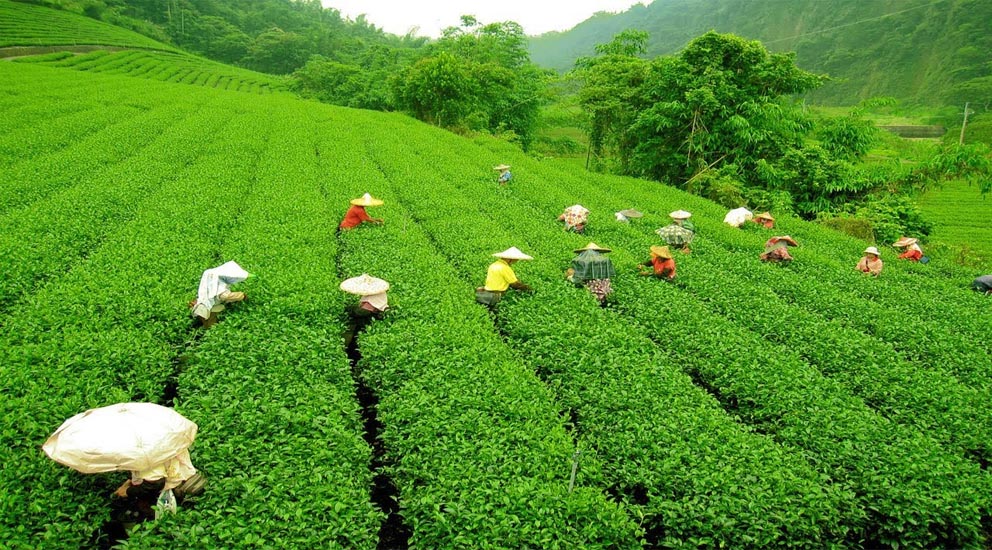 malnicherra tea estate photos