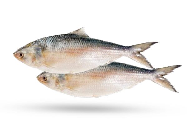Characteristics of Hilsa fish