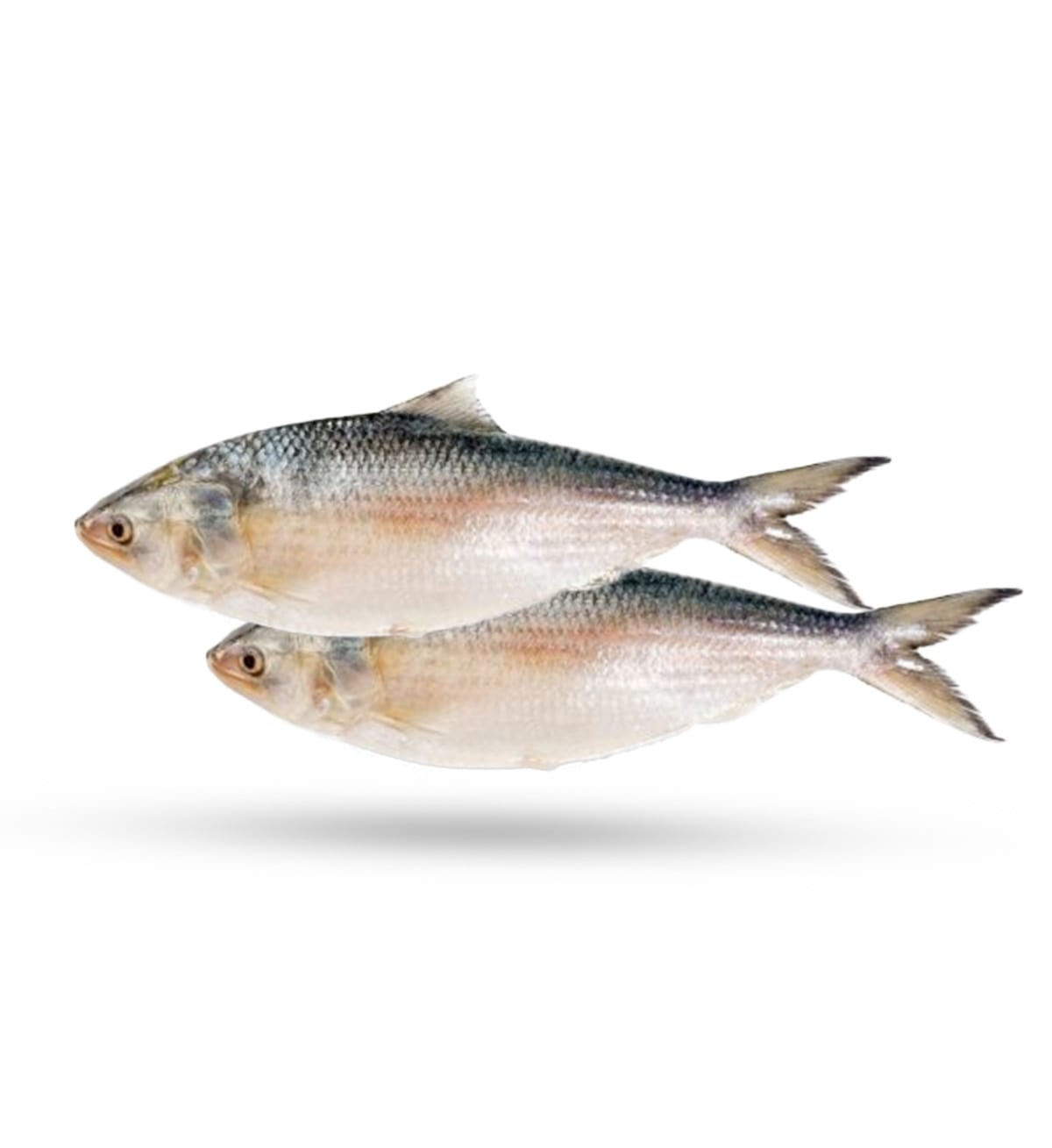 Characteristics of Hilsa fish